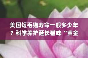 美国短毛猫寿命一般多少年？科学养护延长猫咪“黄金岁月”