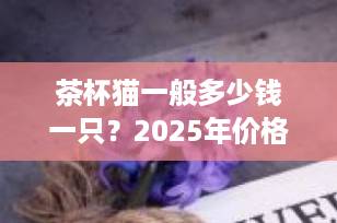 茶杯猫一般多少钱一只？2025年价格揭秘+避坑指南