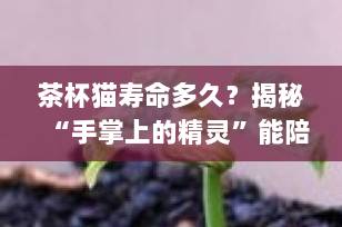 茶杯猫寿命多久？揭秘“手掌上的精灵”能陪你多少年（附超全养护指南）