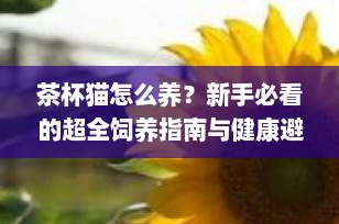 茶杯猫怎么养？新手必看的超全饲养指南与健康避坑攻略