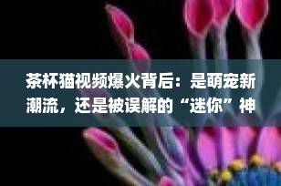茶杯猫视频爆火背后：是萌宠新潮流，还是被误解的“迷你”神话？