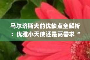 马尔济斯犬的优缺点全解析：优雅小天使还是高需求“公主”？