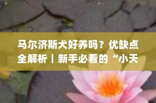 马尔济斯犬好养吗？优缺点全解析｜新手必看的“小天使”饲养指南