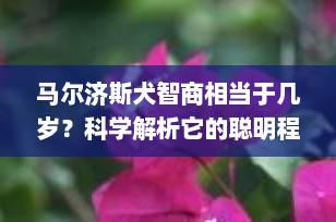 马尔济斯犬智商相当于几岁？科学解析它的聪明程度与训练秘诀