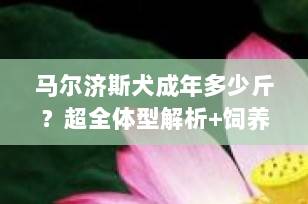 马尔济斯犬成年多少斤？超全体型解析+饲养指南，新手必看！
