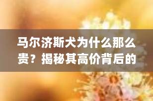 马尔济斯犬为什么那么贵？揭秘其高价背后的5大核心原因