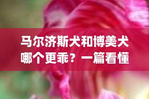 马尔济斯犬和博美犬哪个更乖？一篇看懂两大网红萌宠的全面对比！