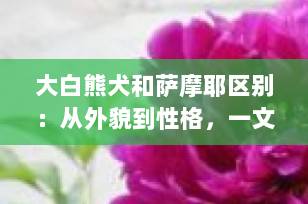 大白熊犬和萨摩耶区别：从外貌到性格，一文教你轻松分辨“毛茸茸双胞胎”