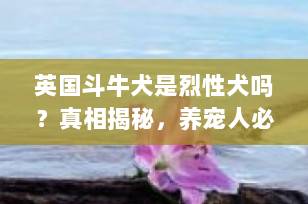 英国斗牛犬是烈性犬吗？真相揭秘，养宠人必看！