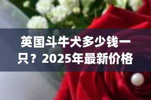 英国斗牛犬多少钱一只？2025年最新价格指南与选购全攻略