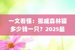 一文看懂：挪威森林猫多少钱一只？2025最新价格指南+选购避坑全解析