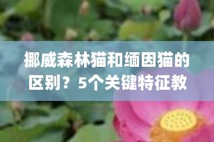 挪威森林猫和缅因猫的区别？5个关键特征教你一眼分辨北欧两大长毛“巨猫”！