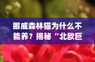 挪威森林猫为什么不能养？揭秘“北欧巨猫”的5大饲养难题，养前必看！