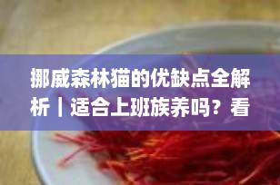 挪威森林猫的优缺点全解析｜适合上班族养吗？看完这篇再决定！