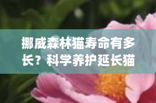 挪威森林猫寿命有多长？科学养护延长猫咪“森林之王”生命的关键秘诀