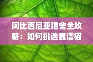 阿比西尼亚猫舍全攻略：如何挑选靠谱猫舍，把“小鹿”带回家？
