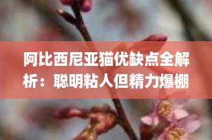阿比西尼亚猫优缺点全解析：聪明粘人但精力爆棚，2025年养它前必看！