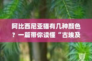 阿比西尼亚猫有几种颜色？一篇带你读懂“古埃及精灵”的毛色密码！