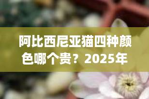 阿比西尼亚猫四种颜色哪个贵？2025年价格&品相避坑全攻略，看完秒变行家！