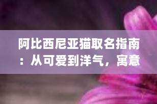阿比西尼亚猫取名指南：从可爱到洋气，寓意好运的名字全收录（2025最新版）