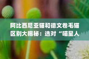 阿比西尼亚猫和德文卷毛猫区别大揭秘：选对“喵星人”，颜值与性格都要看！