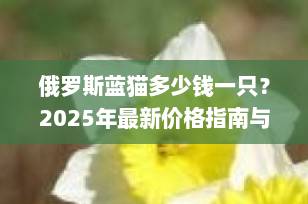 俄罗斯蓝猫多少钱一只？2025年最新价格指南与选购全攻略