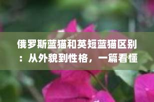 俄罗斯蓝猫和英短蓝猫区别：从外貌到性格，一篇看懂如何选择！