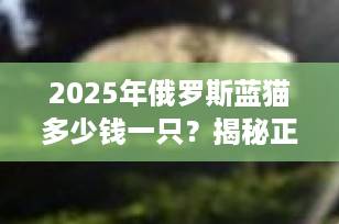 2025年俄罗斯蓝猫多少钱一只？揭秘正常市场价与选购避坑指南