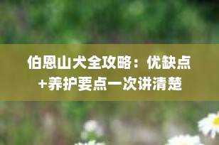 伯恩山犬全攻略：优缺点+养护要点一次讲清楚