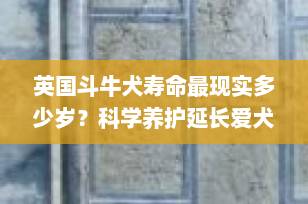 英国斗牛犬寿命最现实多少岁？科学养护延长爱犬生命的关键指南