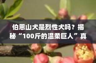 伯恩山犬是烈性犬吗？揭秘“100斤的温柔巨人”真实性格