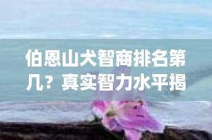 伯恩山犬智商排名第几？真实智力水平揭秘，远比你想象的聪明！
