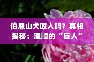 伯恩山犬咬人吗？真相揭秘：温顺的“巨人”也有底线！