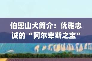 伯恩山犬简介：优雅忠诚的“阿尔卑斯之宝”，你了解多少？