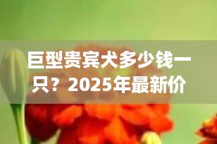 巨型贵宾犬多少钱一只？2025年最新价格与选购全攻略