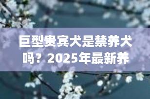 巨型贵宾犬是禁养犬吗？2025年最新养宠政策解读与科学饲养指南