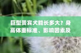 巨型贵宾犬能长多大？身高体重标准、影响因素及科学养宠指南