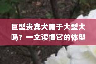 巨型贵宾犬属于大型犬吗？一文读懂它的体型、特点与饲养须知
