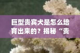 巨型贵宾犬是怎么培育出来的？揭秘“贵妇犬”背后的育种历史与科学