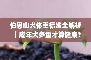 伯恩山犬体重标准全解析｜成年犬多重才算健康？附喂养与体型管理指南