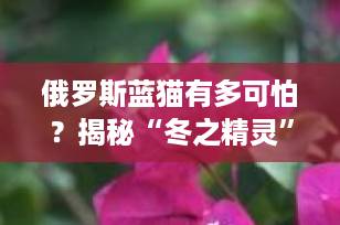 俄罗斯蓝猫有多可怕？揭秘“冬之精灵”背后的7大真相，养前必看！