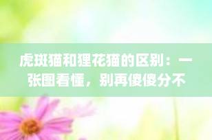 虎斑猫和狸花猫的区别：一张图看懂，别再傻傻分不清！