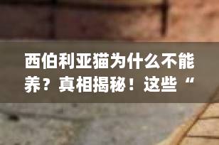 西伯利亚猫为什么不能养？真相揭秘！这些“缺点”可能让你望而却步