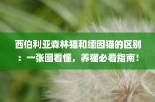 西伯利亚森林猫和缅因猫的区别：一张图看懂，养猫必看指南！