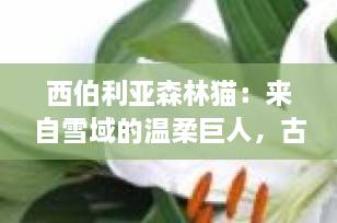 西伯利亚森林猫：来自雪域的温柔巨人，古老而神秘的天然贵族