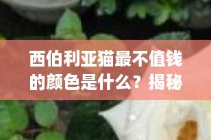 西伯利亚猫最不值钱的颜色是什么？揭秘价格背后的真相