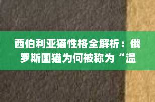 西伯利亚猫性格全解析：俄罗斯国猫为何被称为“温柔的巨人”？