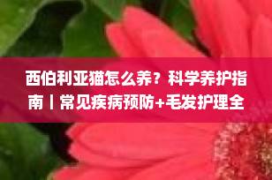 西伯利亚猫怎么养？科学养护指南｜常见疾病预防+毛发护理全攻略（2025最新）