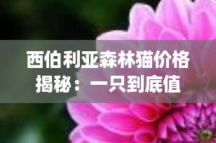 西伯利亚森林猫价格揭秘：一只到底值多少钱？避坑指南请收好！