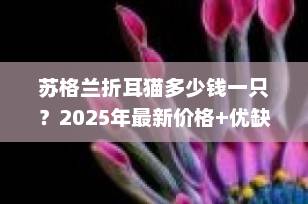 苏格兰折耳猫多少钱一只？2025年最新价格+优缺点全解析（附购买指南）